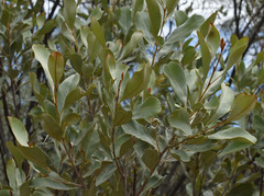 Grevillea decora decora