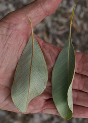 Grevillea decora decora