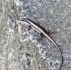 Trachylepis striata