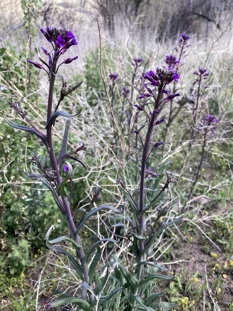 Elegant Rockcress in May 2022 by Tiffa Theden · iNaturalist