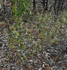 Triumfetta micracantha