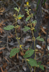 Triumfetta micracantha