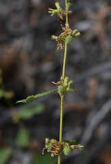 Triumfetta micracantha