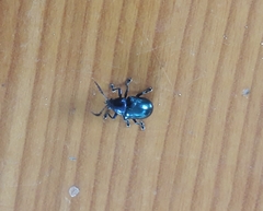 Platycorynus peregrinus