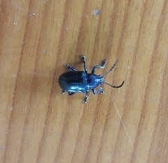 Platycorynus peregrinus