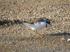 Charadrius dubius