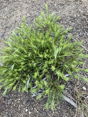 Eremogone franklinii