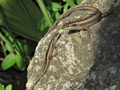 Trachylepis striata