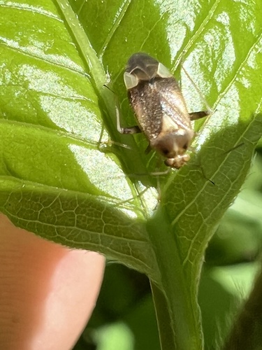 Hickory Plant Bug