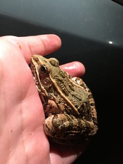 Lithobates blairi