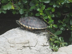 Malayemys macrocephala