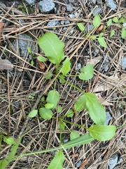 Ranunculus laxicaulis
