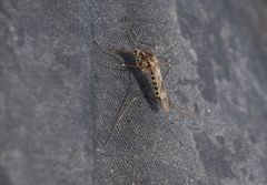 Culiseta incidens