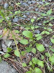 Ranunculus laxicaulis