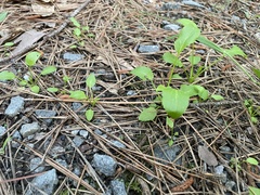 Ranunculus laxicaulis