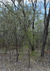Grevillea parallela