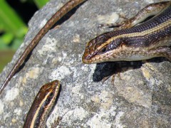 Trachylepis striata
