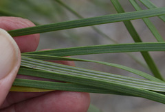 Grevillea parallela