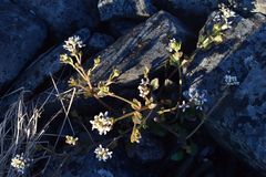 Cochlearia groenlandica