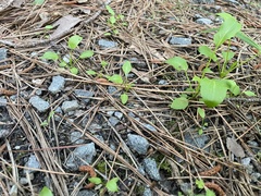 Ranunculus laxicaulis