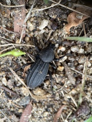 Talaurinus impressicollis