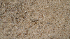 Heliastus sumichrasti