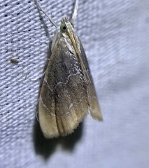 Glaphyria fulminalis