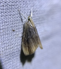 Glaphyria fulminalis