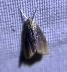 Glaphyria fulminalis