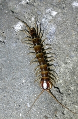 Lithobius variegatus rubriceps