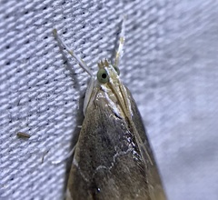 Glaphyria fulminalis