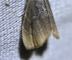 Glaphyria fulminalis