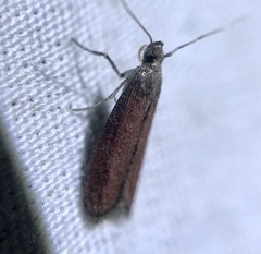 Varneria postremella