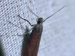 Varneria postremella