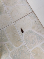 Odontotermes formosanus