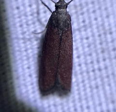 Varneria postremella