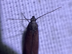 Varneria postremella