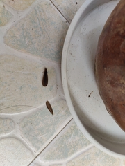 Odontotermes formosanus