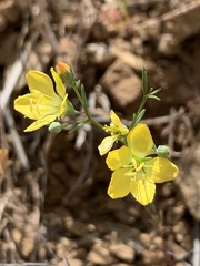 Hesperolinon breweri