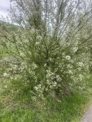Prunus mahaleb