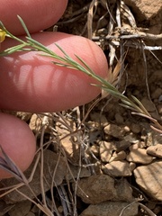 Hesperolinon breweri