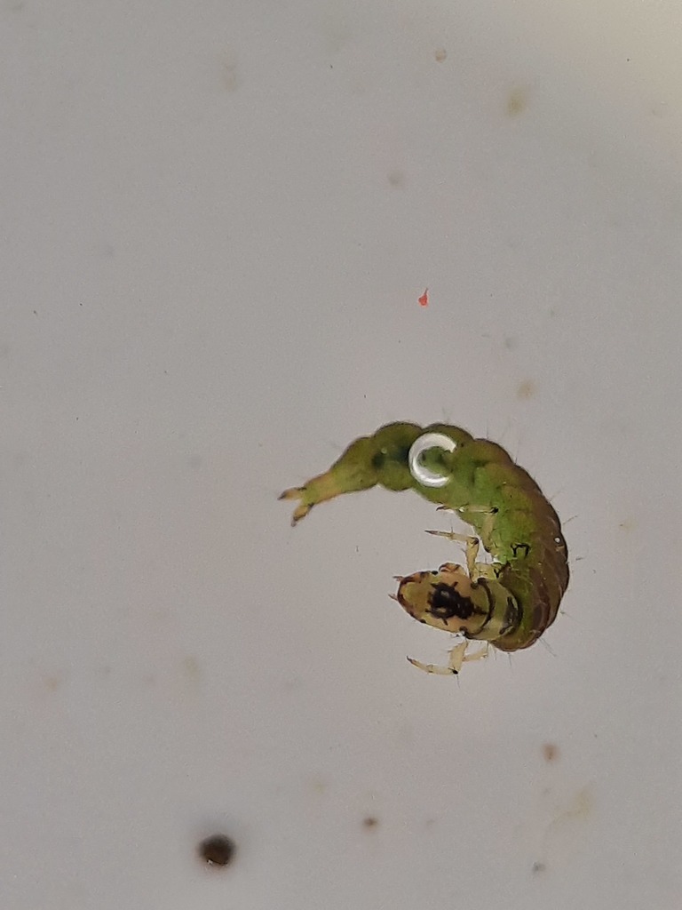 Hydrobiosis budgei