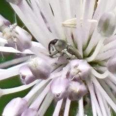 Odontocorynus