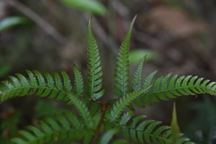 Dryopteris varia