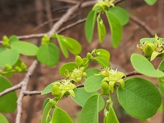 Cleistanthus collinus