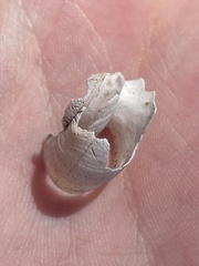 Glyptostoma gabrielense