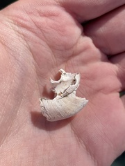 Glyptostoma gabrielense