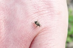 Acoptus suturalis