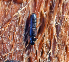 Phloeostiba lapponica