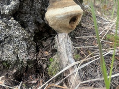 Laricifomes